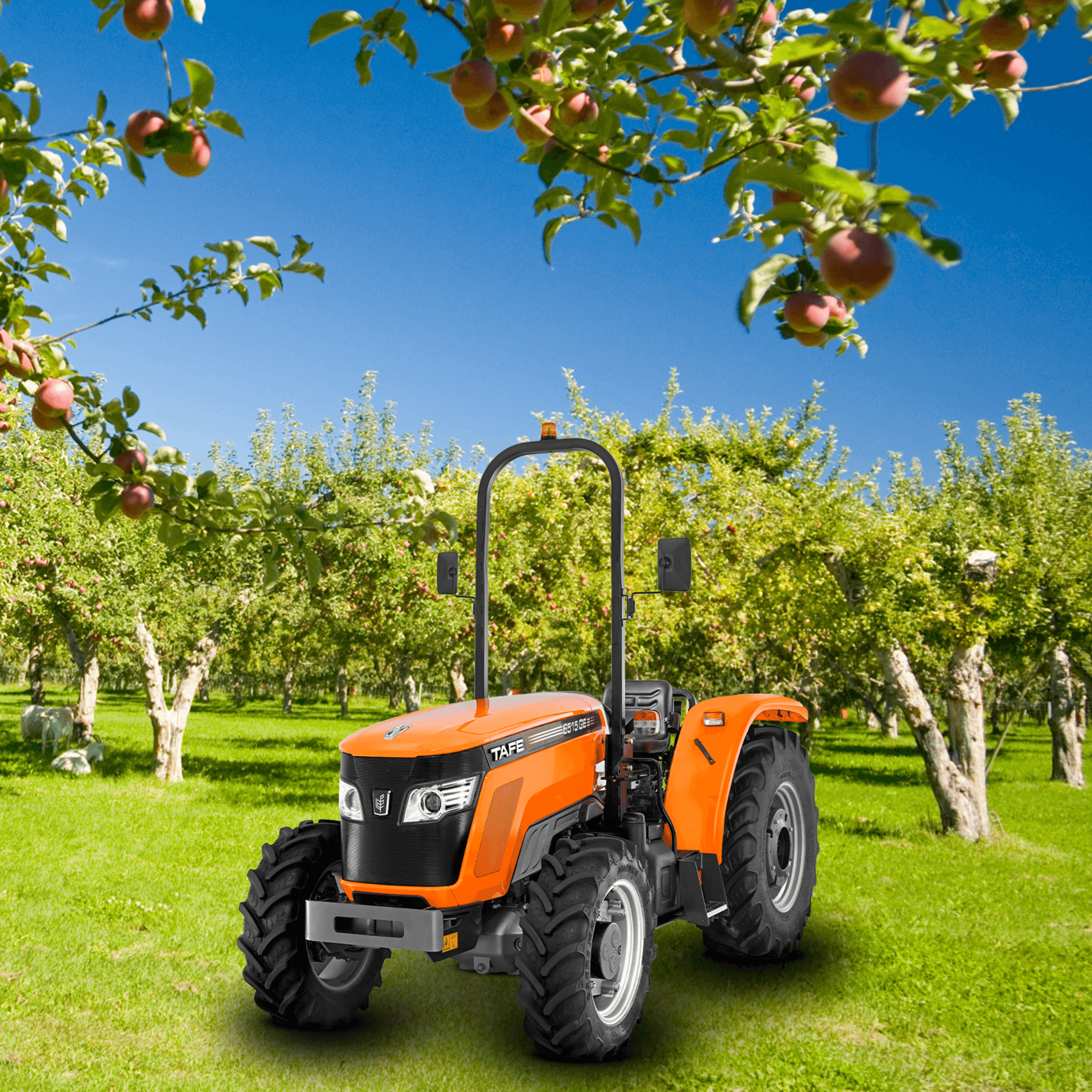 TAFE-6515GE-Tractor-Orchard-FruitHarvest-ProductiveScene.png